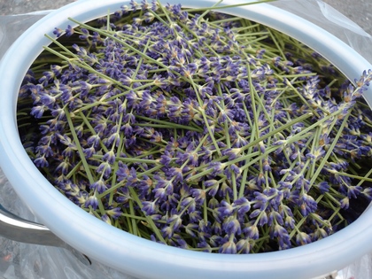 オープンイベント　北海道伊達市大滝　赤いはちみつアイバレー　